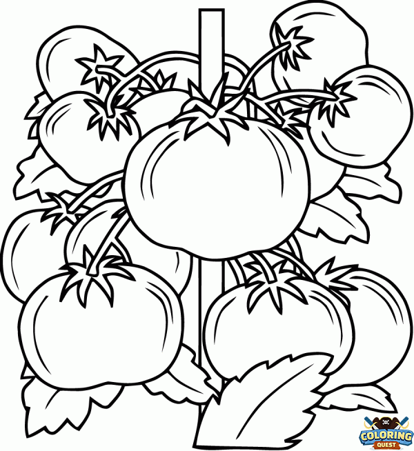 Tomato stalk coloring