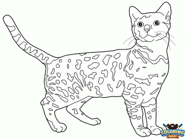 Bengal cat coloring