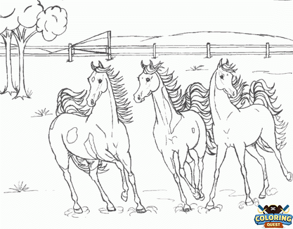 Horses in the meadow coloring