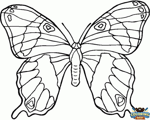 Big butterfly coloring