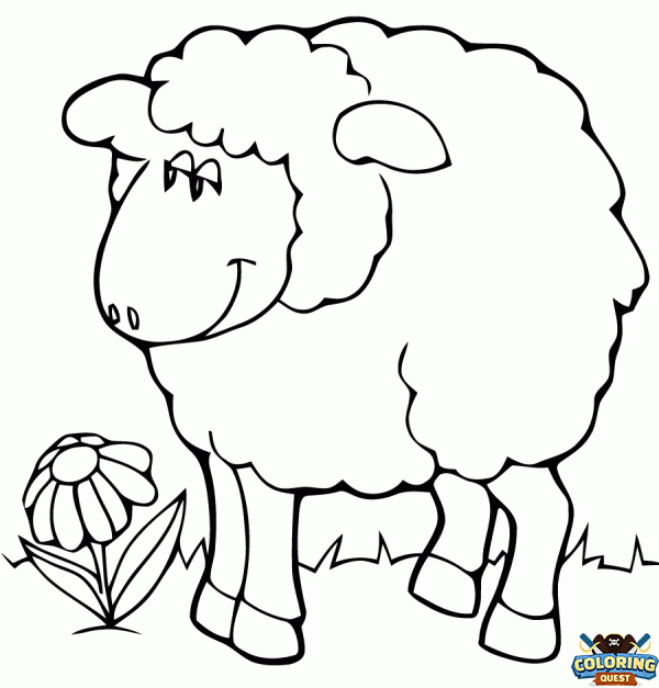 Sheep and daisy coloring