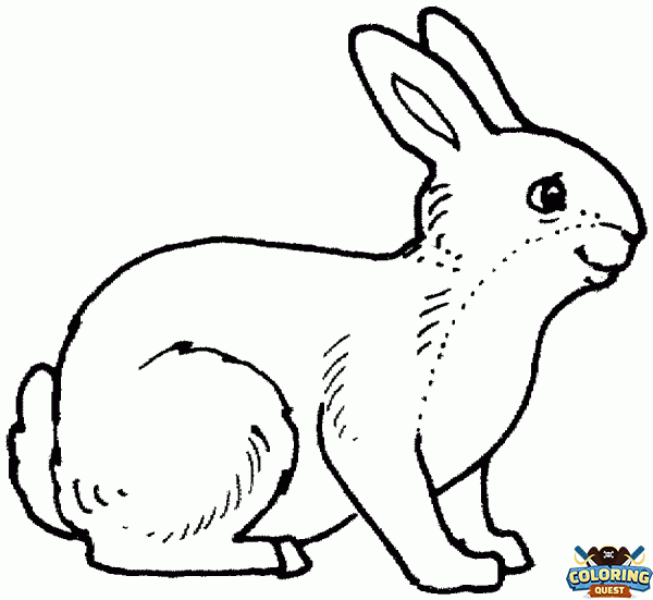 Rabbit coloring