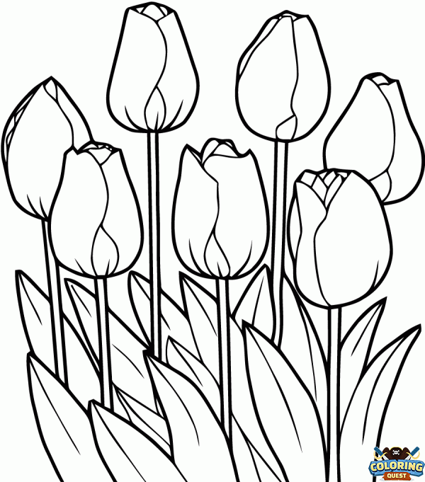 Tulips coloring