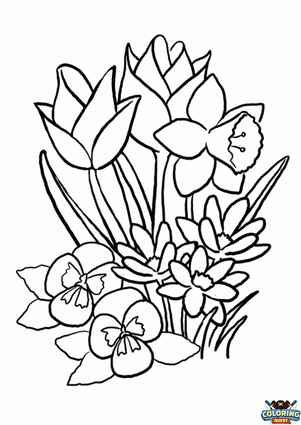 Tulips and daffodils coloring