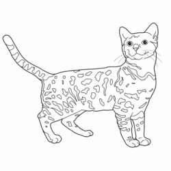 Bengal cat coloring