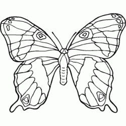 Big butterfly coloring