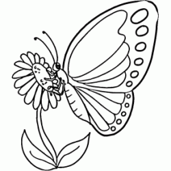 Foraging butterfly coloring