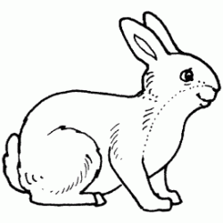 Rabbit coloring