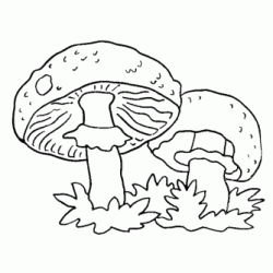 Mushrooms coloring