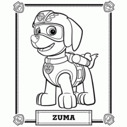 Zuma coloring