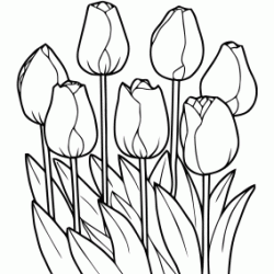 Tulips coloring